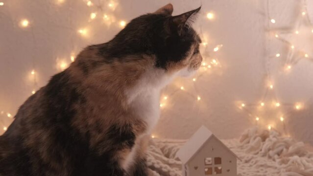 beautiful three colors adult domestic tortoiseshell, chimera cat sitting on table, cozy creamy plaid, wooden house, looks around, concept love for animals, caring, shelter, keeping four-legged pets