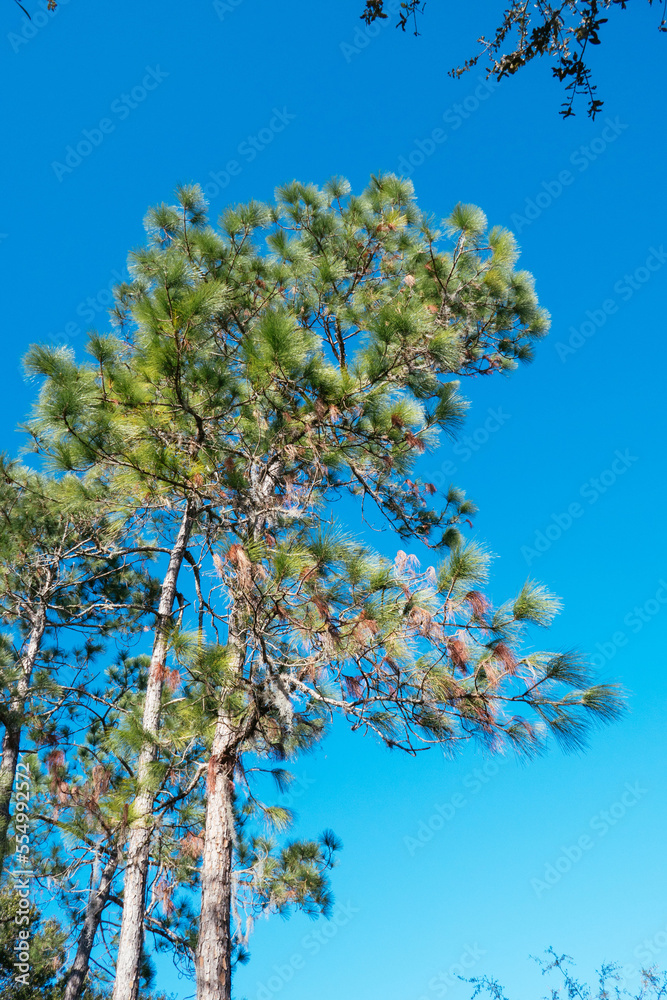 Poster beautiful pine tree leaf change color in autumn