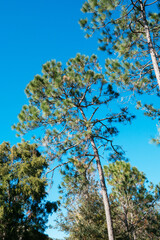 Beautiful pine tree leaf change color in autumn