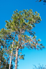 Obraz premium Beautiful pine tree leaf change color in autumn