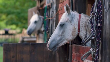 White Arabian horse with brown spots, detail - only head visible out from wooden stables box, another blurred animal background