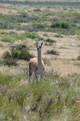 a lonely guanaco walking in the steppe, large wild animal in the patagonian steppe