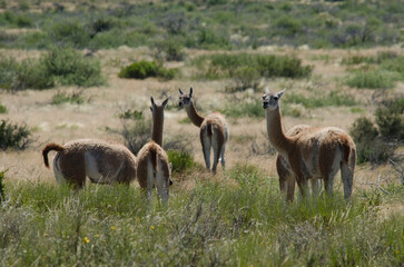 llamas, guanacos in the steppe. group of guanacos walking through the patagonian steppe