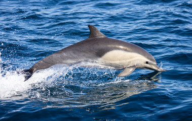 dolphin in the water, dolphin jumping out of water
