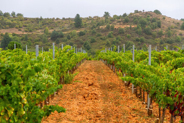 Fototapeta na wymiar Row of vines in a vineyard in the Bierzo region, Leon, Spain