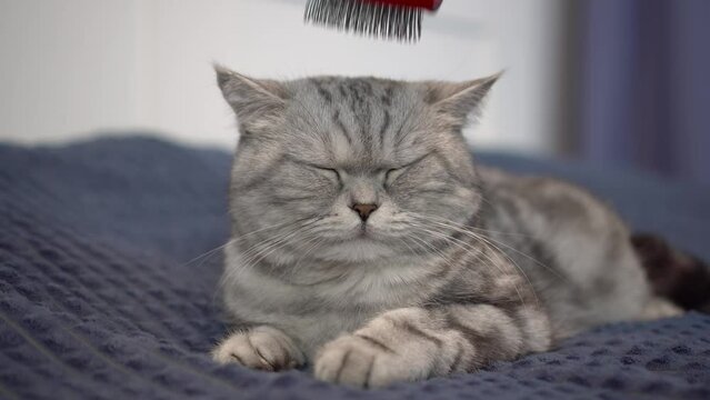 The cat is combed with a special comb for wool. Purebred British gray cat lies on the bed.