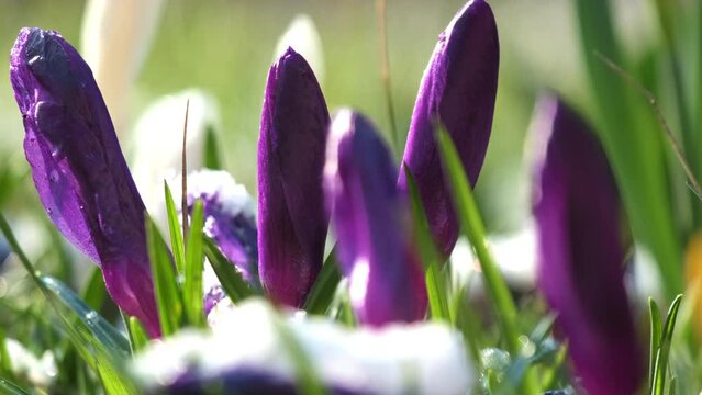 Purple low growing crocuses bloom in spring garden. Early seasonal flowers wake up after winter. Primroses on blurred background macro