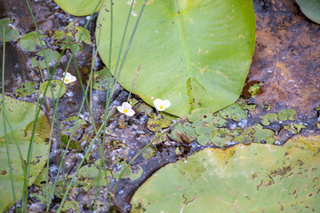 Lily pads in a marsh in Ontario.