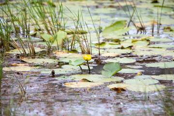 Lily pads in a marsh in Ontario.