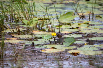 Lily pads in a marsh in Ontario.