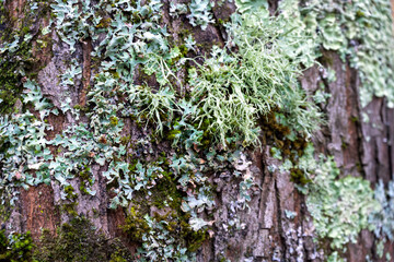 Green lichen growing on a tree trunk, close up