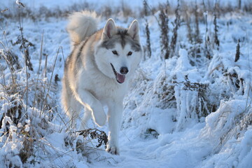 Fototapeta na wymiar Wolfdog in snow