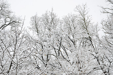 Fototapeta na wymiar trees covered with snow, winter landscape, trees in snow