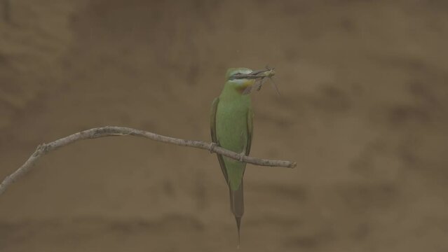 Blue-cheeked bee-eater or Merops persicus. 4K slow motion 120 fps