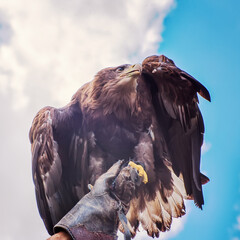 Golden eagle, Aquila chrysaetos. Bird in the nature against the blue sky