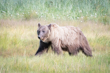 Grizzly bear walking and eating grass in Alaska