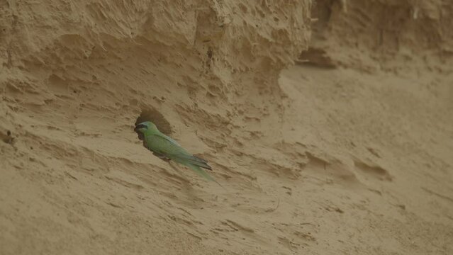 Blue-cheeked bee-eater or Merops persicus. 4K slow motion 120 fps