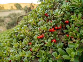 Fototapeta na wymiar Red fruits among leaves of Uva Ursi Bearberry plant 