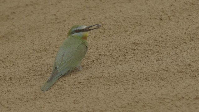 Blue-cheeked bee-eater or Merops persicus. 4K slow motion 120 fps