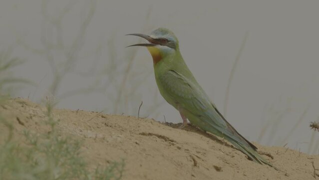 Blue-cheeked bee-eater or Merops persicus. 4K slow motion 120 fps