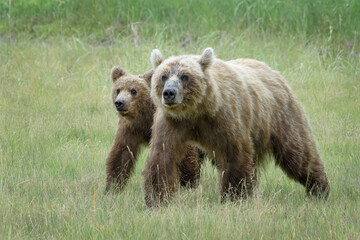 Grizzly bear mama and cub walking in grass in Alaska