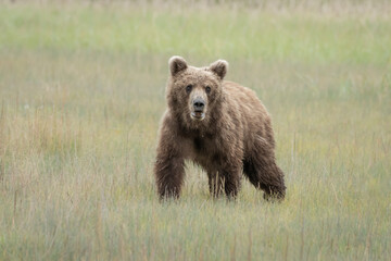 Grizzly bear cub in the grass in Alaska. The cub is a one year old.
