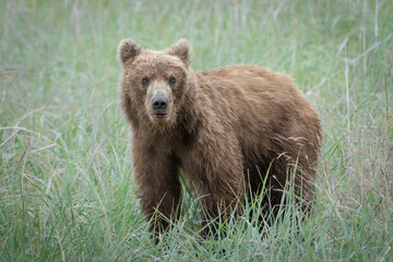 Obraz na płótnie Canvas Grizzly bear cub in the grass in Alaska. The cub is a one year old.