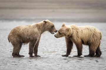 Obraz premium Grizzly bears fighting together on beach in Alaska. Bears are three years old and learning how to fight.