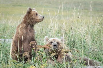 Fototapeta premium Grizzly bear mama and cub walking in grass in Alaska. Cub is standing up.