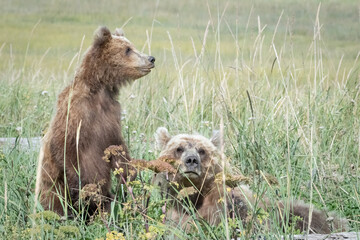 Grizzly bear mama and cub walking in grass in Alaska. Cub is standing up.