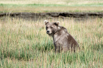 Grizzly bear cub in the grass in Alaska. The cub is a one year old.