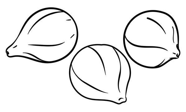 Design with a set of three delicious figs to coloring, Vector illustration