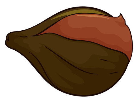 Close up view of delicious fig covered with caramelized milk, Vector illustration