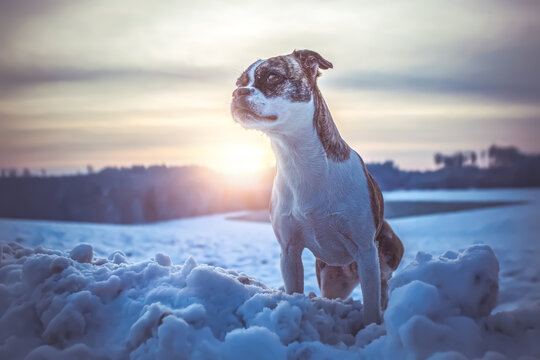 Portrait of a boston terrier crossbreed mongrel dog in front of a snowy winter landscape during sundown outdoors