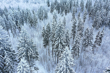 trees forest frost top view background, abstract drone view nature seasonal winter spruce