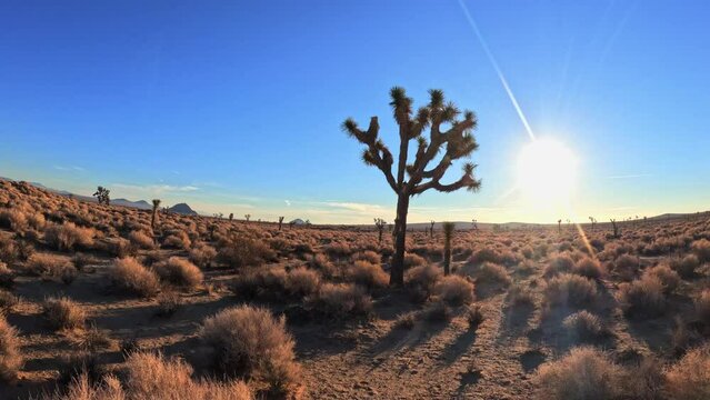 An FPV Drone's Mesmerizing Journey Amongst the Iconic Joshua Trees of the Majestic Mojave Desert