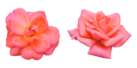 Orange rose flowers isolated on transparent background