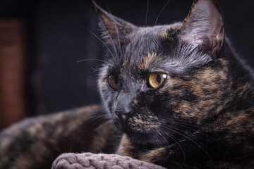 Tortoiseshell cat. Cute tortoiseshell cat sitting on the sofa.