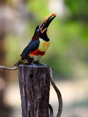 Chestnut-eared Aracari perched on post,  closeup portrait on green background in Pantanal, Brazil