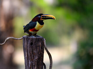 Chestnut-eared Aracari perched on post,  closeup portrait on green background in Pantanal, Brazil