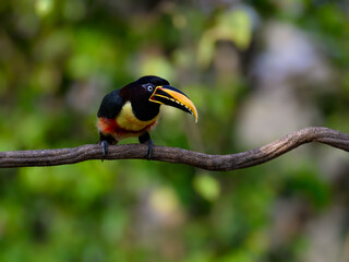 Chestnut-eared Aracari perched on branch,  closeup portrait on green background in Pantanal, Brazil
