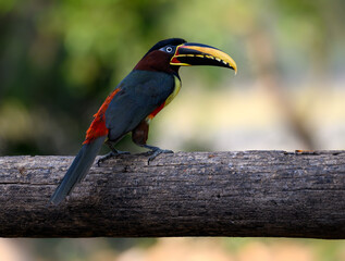 Chestnut-eared Aracari perched on log,  closeup portrait on green background in Pantanal, Brazil