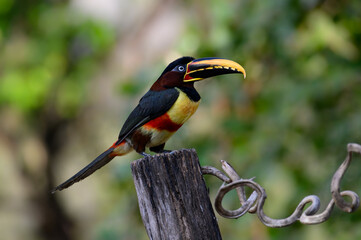 Chestnut-eared Aracari perched on post,  closeup portrait on green background in Pantanal, Brazil