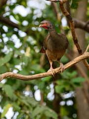 Chaco Chachalaca on tree branch, closeup portrait
