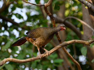 Chaco Chachalaca on tree branch, closeup portrait