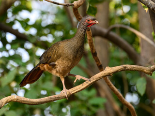 Chaco Chachalaca on tree branch, closeup portrait