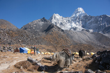 At the Ama Dablam Base Camp, Everest region, Nepal