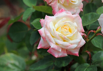 White pink Rose