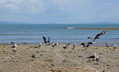 Fototapeta na wymiar Unrest among birds - New Zealand