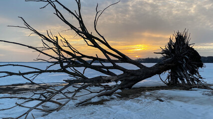 Fototapeta premium Fallen Tree on frozen lake orange sunset